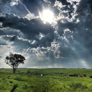 Flint hills scene, a singular tree in a field, with the sun shining through a cloudy sky.
